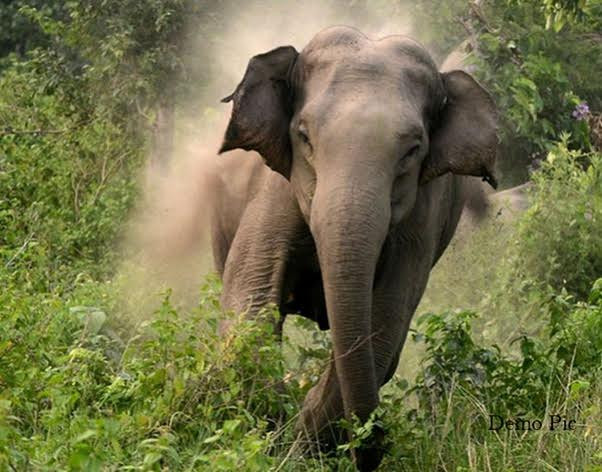जङ्गली हात्ती छेक्न झापामा झट्का मेसिनको प्रयोग