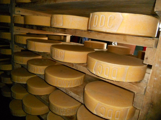 सोलुखुम्बुमा यस वर्ष चिज उत्पादनमा कमी