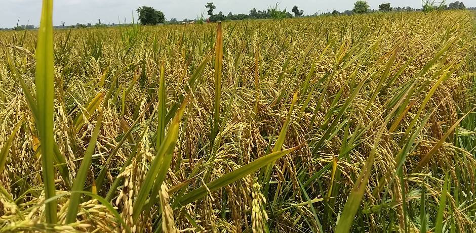सप्तरीमा धान उत्पादनमा कमी