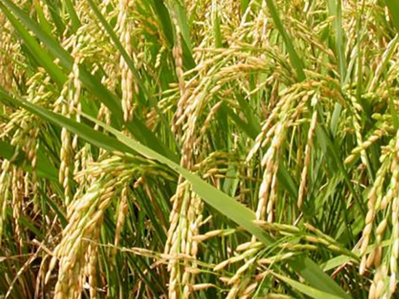 पूर्वमा धानको उत्पादन बढ्यो, यसबर्ष १२ प्रतिशतले वृद्धि