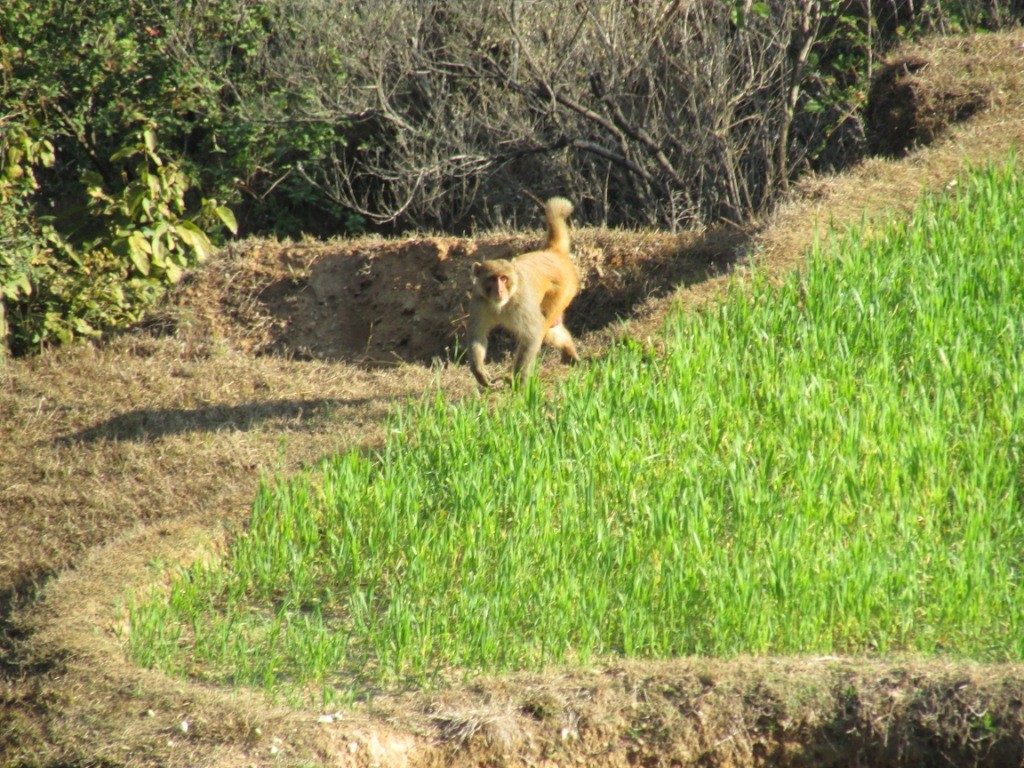 किसानको बालीमा बाँदर आतंक