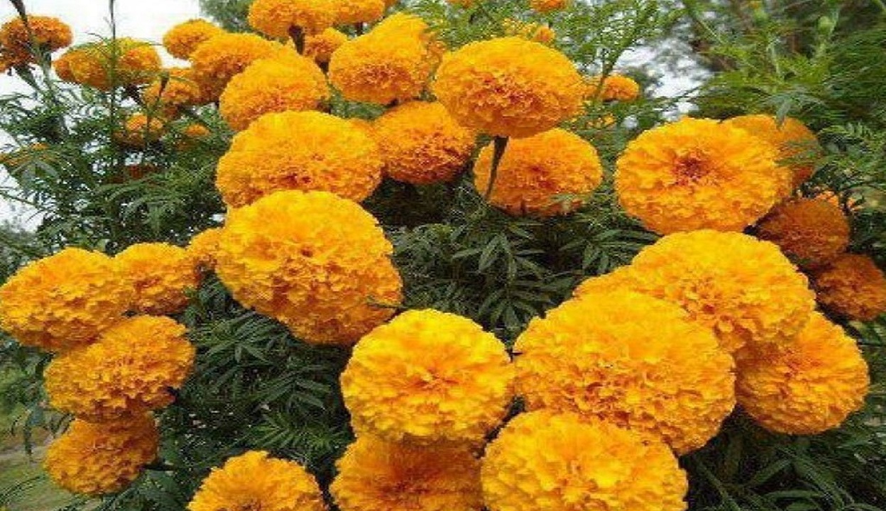 तिहारअघि नै फूलको माग वृद्धि