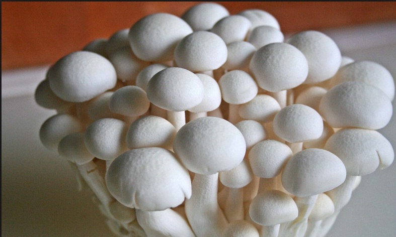 झापामा मात्रै वार्षिक पाँच करोडको च्याउ बिक्री