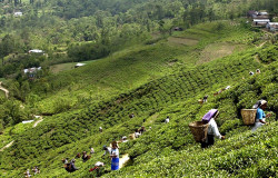 बढेको तलब नपाएपछि पूर्वका धेरैजसो बगान तथा चिया कारखाना बन्द