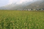 "अब साउन १६ मा 'कोदो'को पर्व: सरकारले मनाउने बनायो राष्ट्रिय कोदो दिवस"