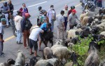 दसैँका लागि हिमाली जिल्लाबाट पोखरा भित्रिन थाले भेडा–च्याङ्ग्रा