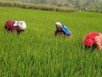 धान बालीमा सेतो पुतलीको प्रकोप