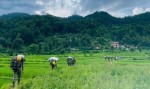 बाढी प्रभावित क्षेत्रमा नेपाली सेनाको पैदल गस्ती