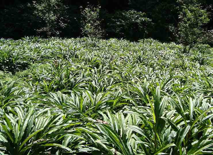 संखुवासभा र भोजपुरमा अलैँची जोन कार्यक्रम