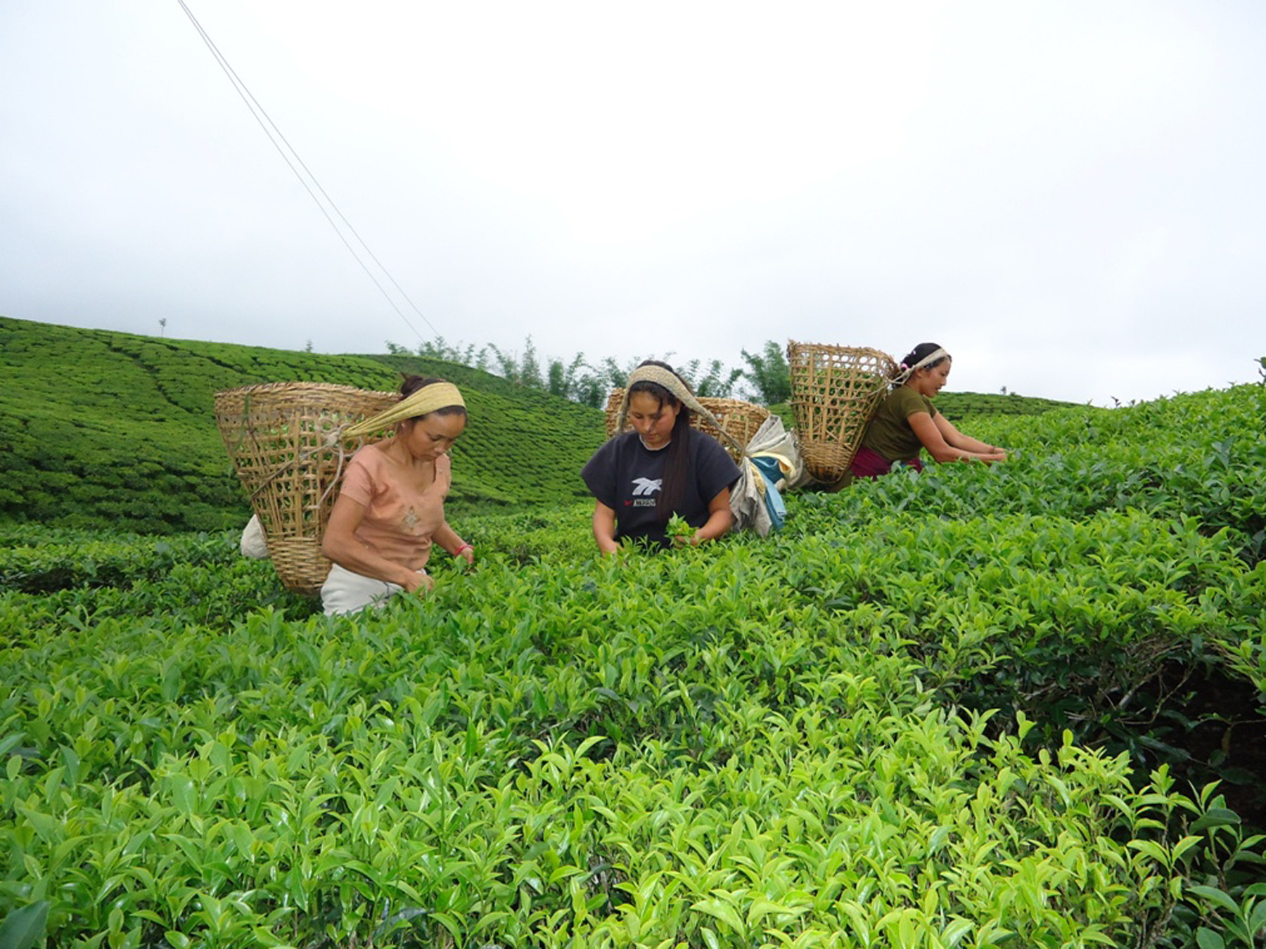 इलामभन्दा झापामा आठ गुणा बढी चिया उत्पादन