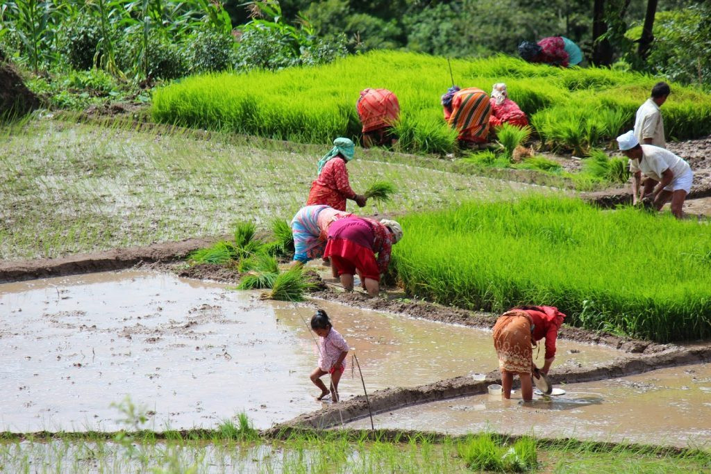 विश्वकै अग्लो स्थानमा रापियाे 'कालीमार्सी'