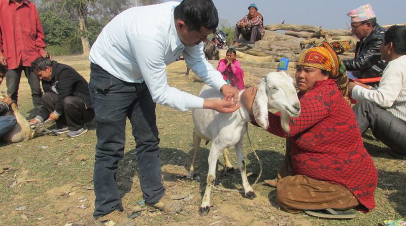 पालुवा जनावरका लागि निःशुल्क स्वास्थ्य शिविर