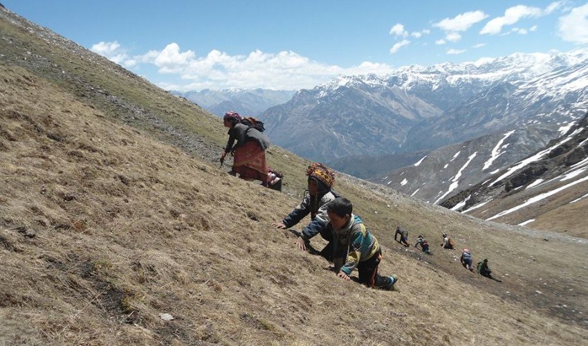 १५ दिनमा यार्सा टिप्न गएका आठ जनाकाे मृत्यु