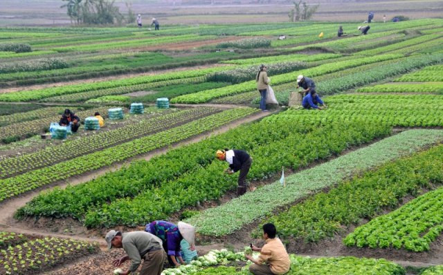 माडीमा चक्लाबन्दी खेती सुरु