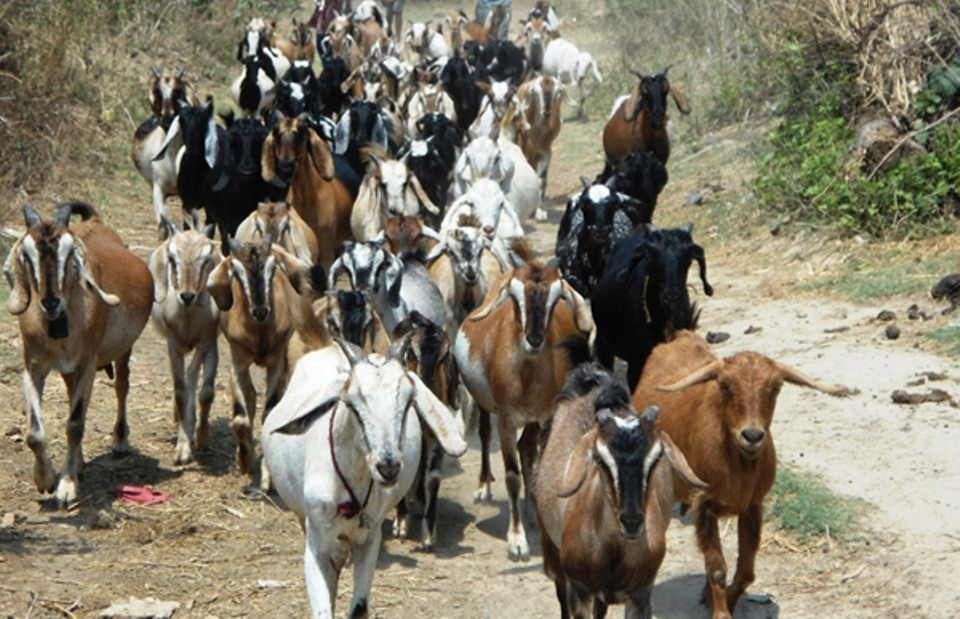 बाख्रापालनबाट वार्षिक ७० लाख