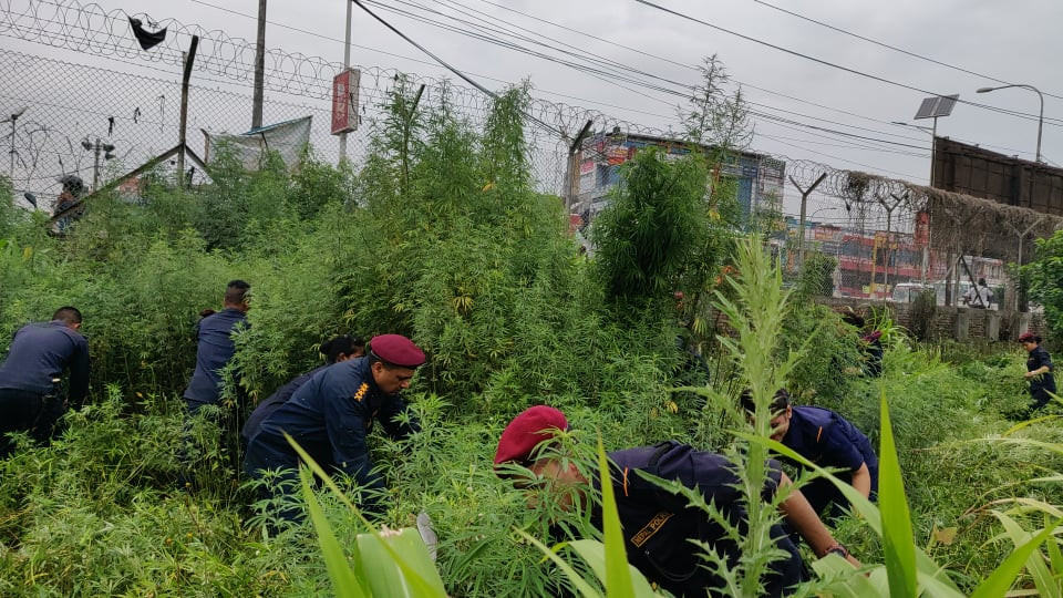 त्रिभुवन अन्तर्राष्ट्रिय विमानस्थल परिसरभित्रकाे गाँजा नष्ट