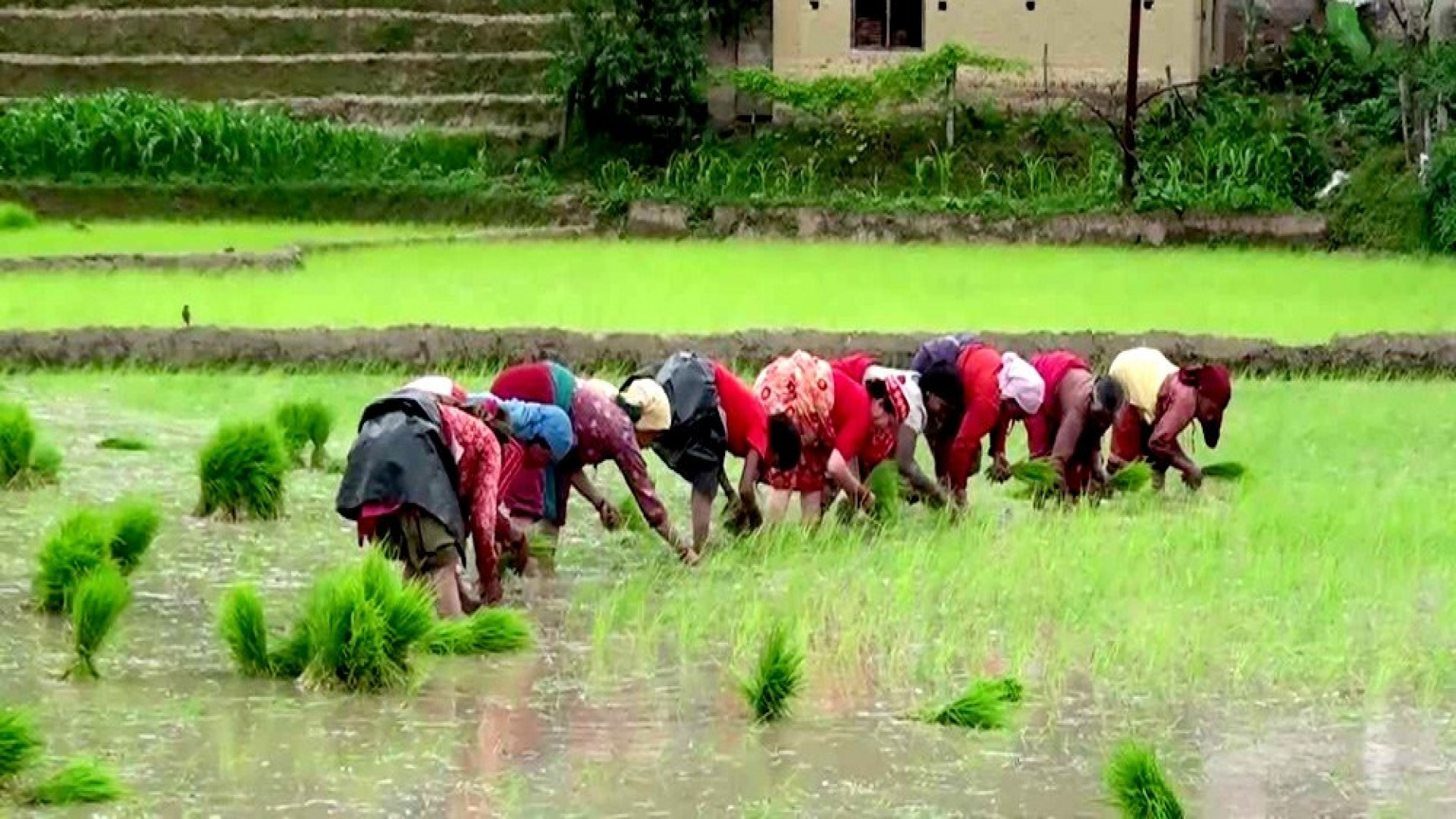 महोत्तरीमा साउन लागेपछि बल्ल रोपाइँ