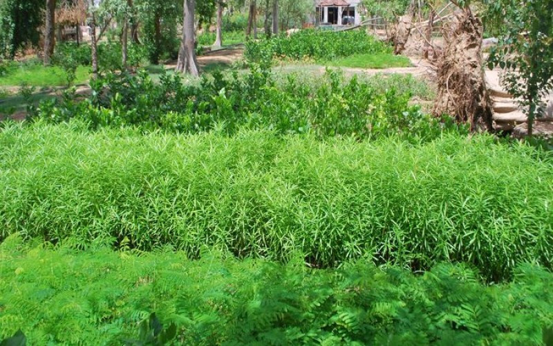 बिरुवाबाट मनग्य आम्दानी