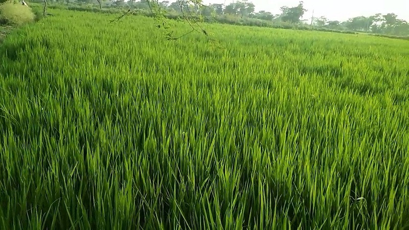 'गरिमा'ले धाेका दिँँदा कञ्चनपुरका किसान चिन्तित