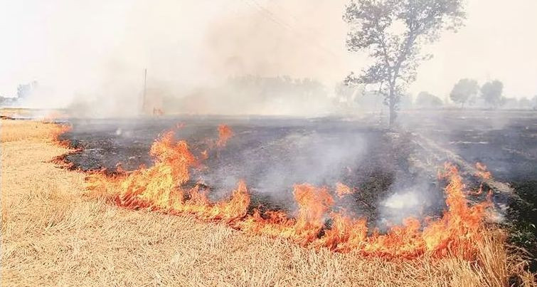 पाकेको धान किन खेतमै आगो लगाउँदै छन् झापाका किसान ?