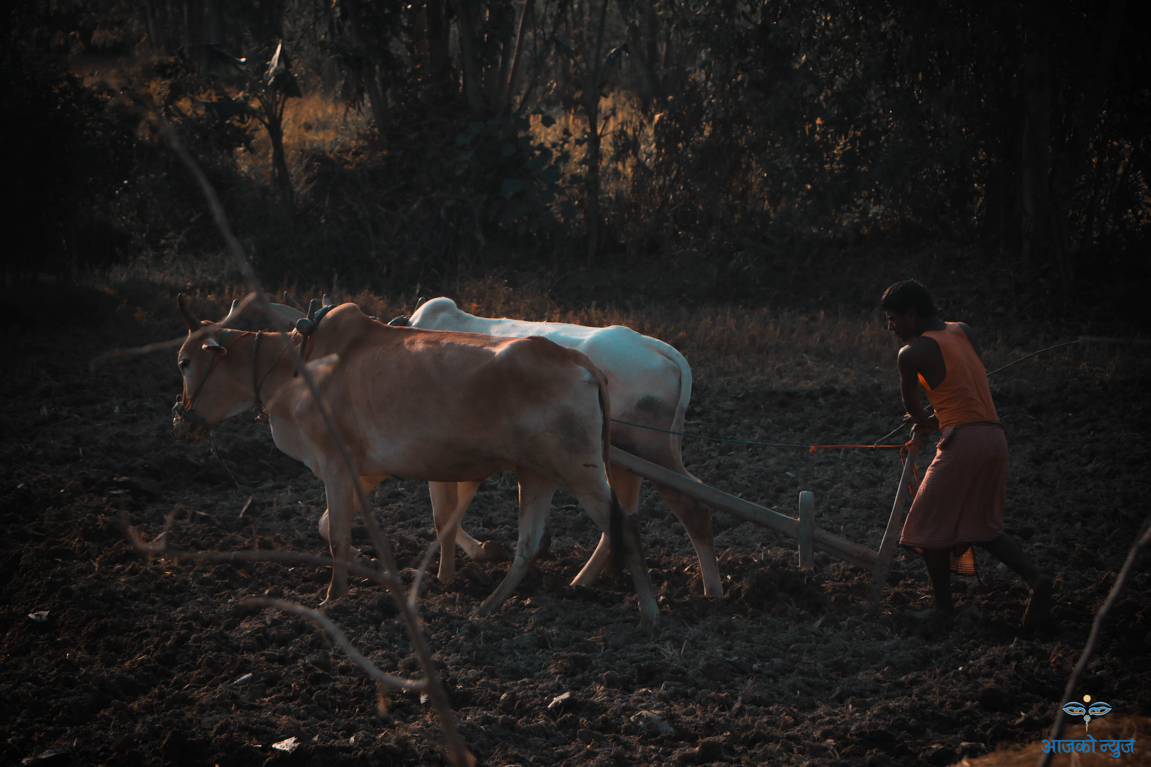 जसकाे परिश्रमले हाम्राे पेट भरिन्छ