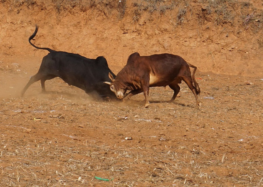 खेती गर्न गोरुको अभाव