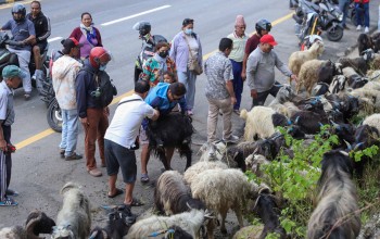 दसैँका लागि हिमाली जिल्लाबाट पोखरा भित्रिन थाले भेडा–च्याङ्ग्रा