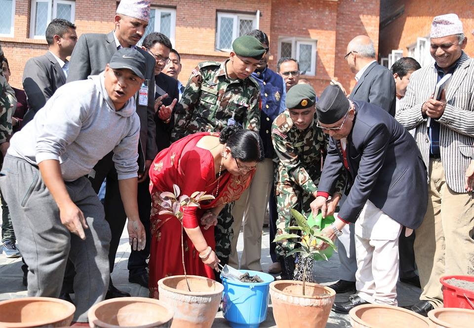 जन्मदिनमा प्रधानमन्त्री ओलीले रोपे आँपको बिरुवा