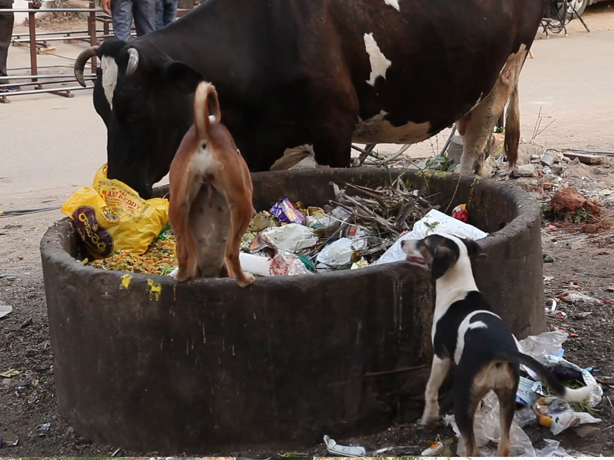 छाडा गाई र कुकुर व्यवस्थापन गर्न माग