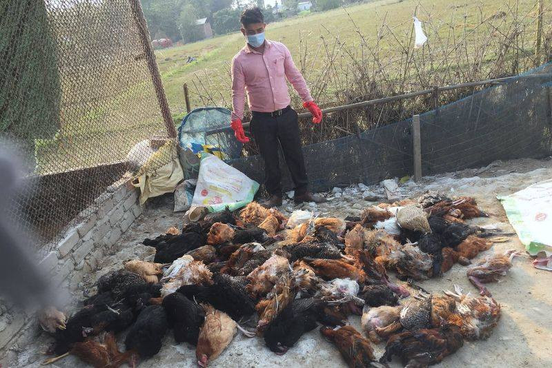 मोरङ र सुनसरीमा पनि बर्ड फ्लु