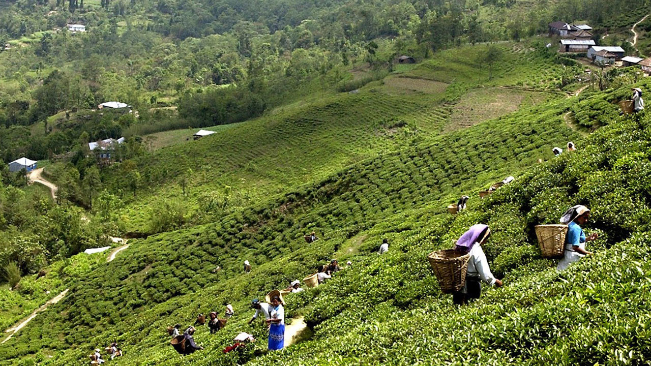 बढेको तलब नपाएपछि पूर्वका धेरैजसो बगान तथा चिया कारखाना बन्द