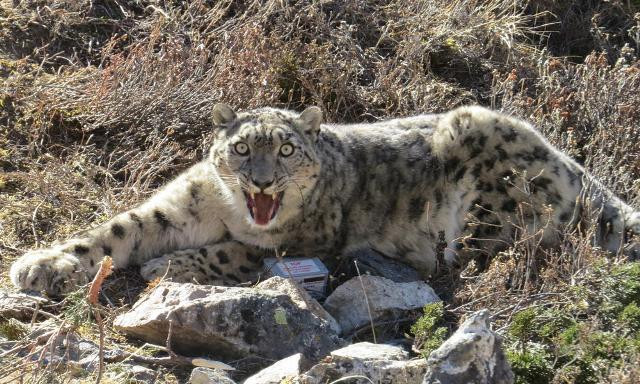 नरभक्षी चितुवाको आतंक, गोली हानी नियन्त्रणमा लिने आदेश