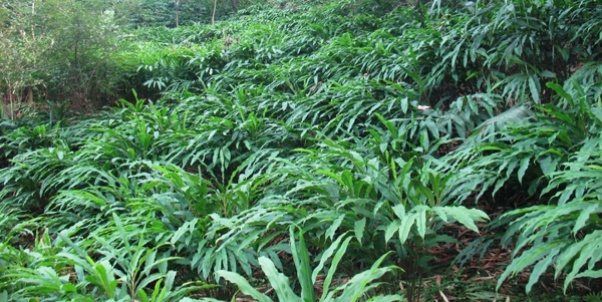 लमजुङबाट पच्चीस लाख अलैँची बिरुवा बिक्री