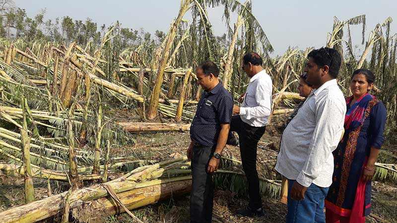 असिनापानीले क्षती पुगेको केरा बगानको अवलोकन