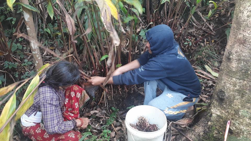 अलैँची र चियाको समस्या सुल्झाउन सञ्जाल गठन