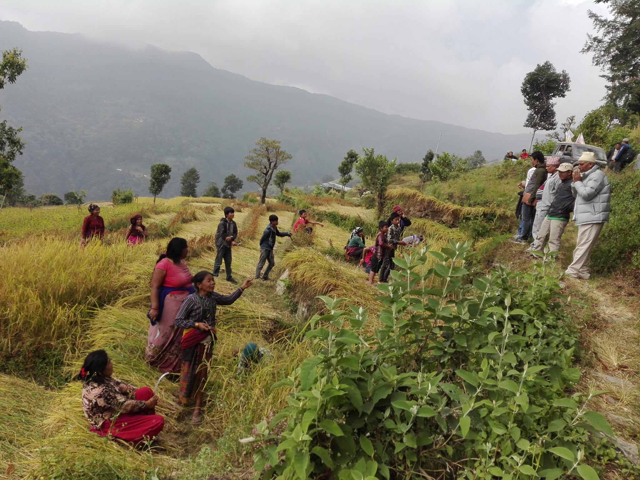 नुवाकोटमा उम्मेदवारहरू मत माग्दै धान खेतमा, रोचक बन्दै घरदैलो कार्यक्रम 