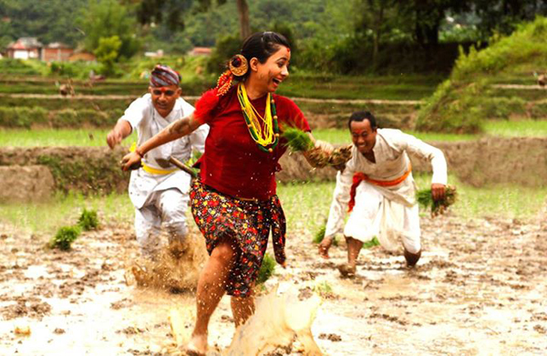 असार लागेसँगै सिन्धुलीको महाभारत क्षेत्रबाट रोपाइँ सुरु