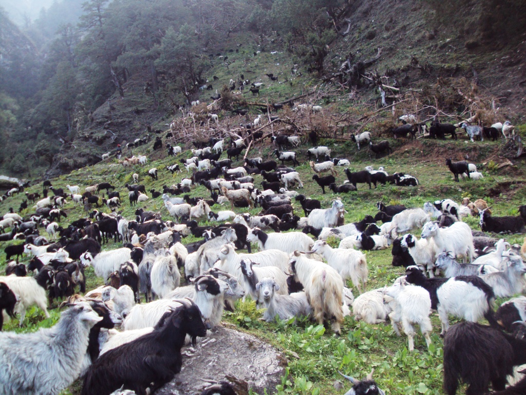 कास्कीमा भेडापालन व्यवसाय संकटमा