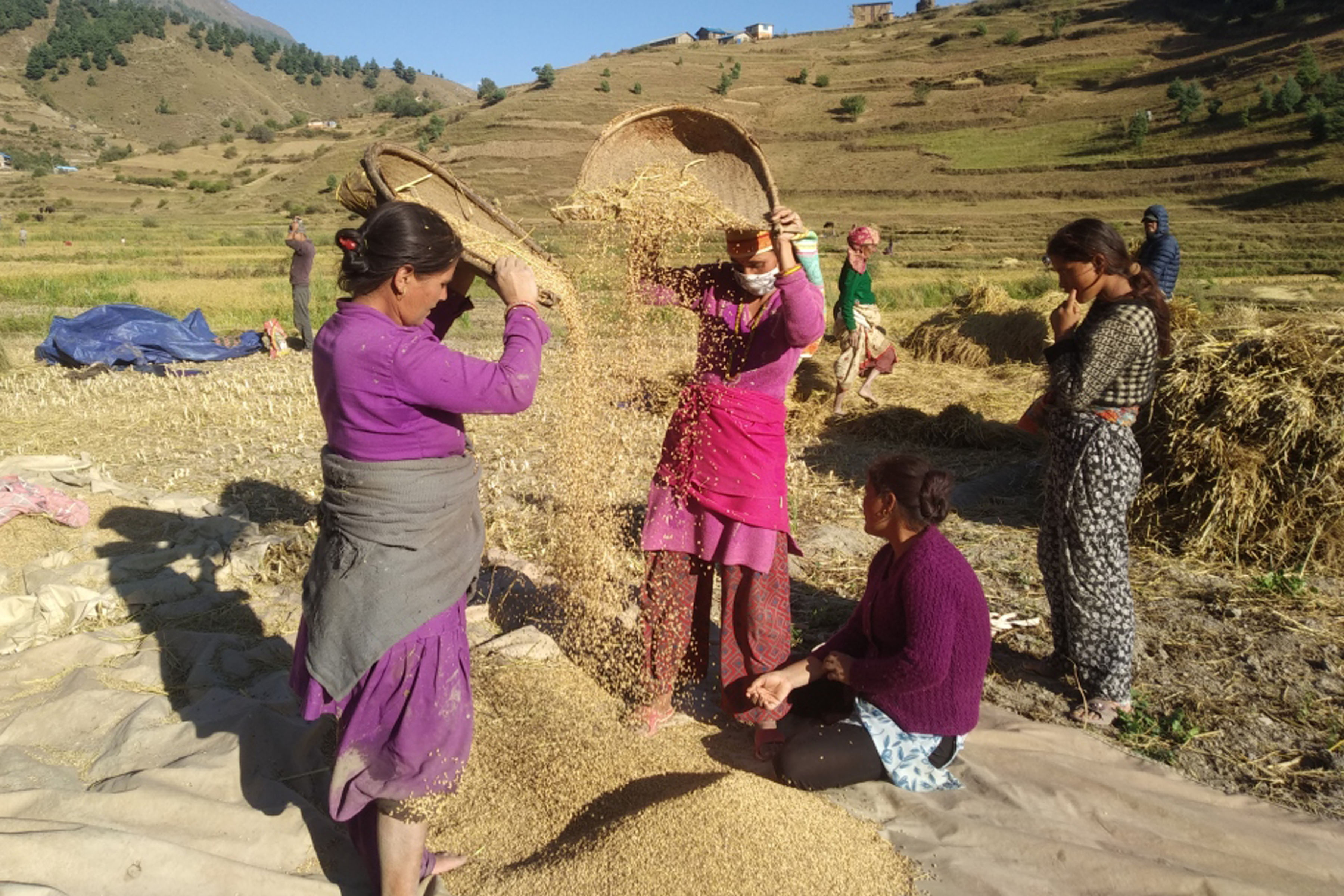  जुम्लाका किसानलाई धान भित्र्याउन चटारो (फोटो फिचर)