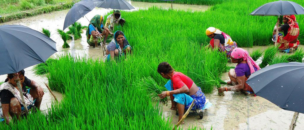 आत्मनिर्भरता बढाउन बर्दियामा चैते धान खेती