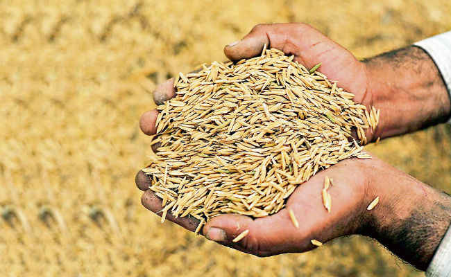 खाद्य संस्थान लक्ष्य अनुसार धान खरिद गर्न असफल 