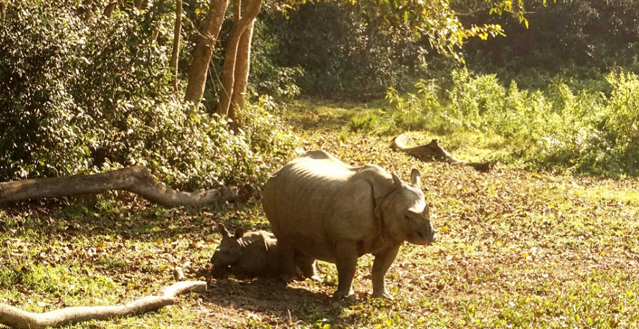 बाघमारा : गैँडा खेल्ने रनवन