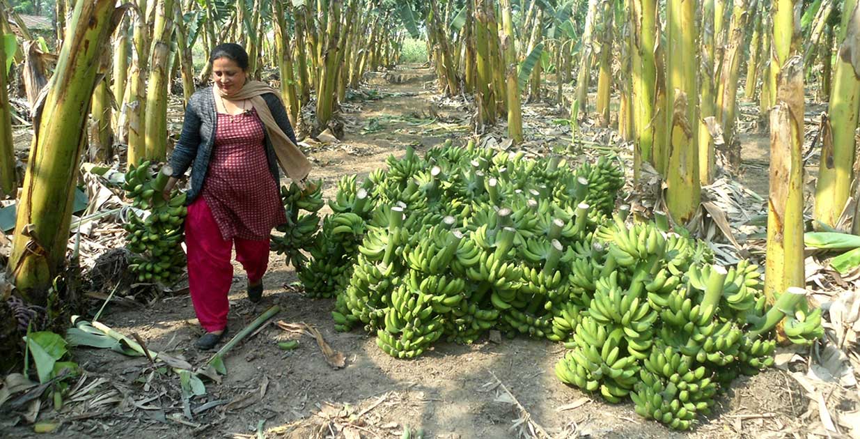 चितवनमा एक अर्बको केरा बिक्री