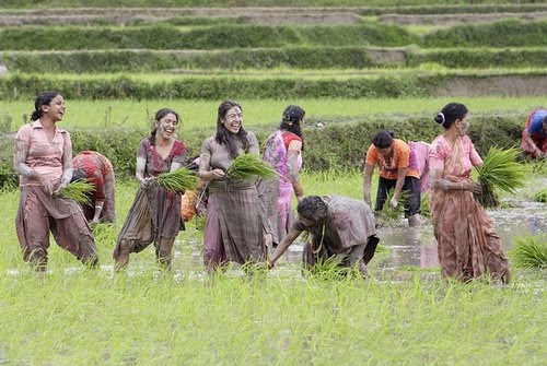 कृषकलाई पचास प्रतिशतसम्म अनुदान
