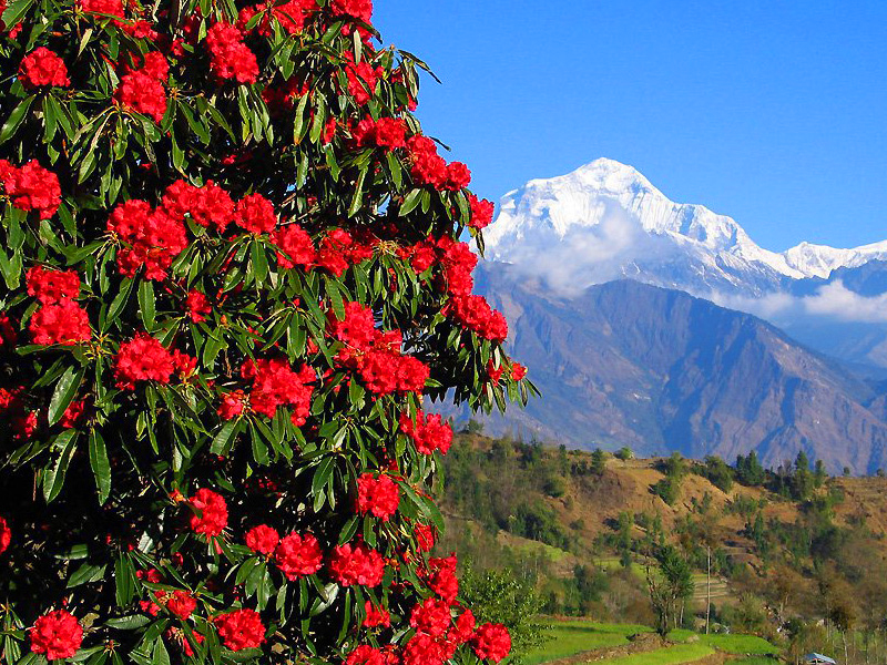 राष्ट्रिय फूल लालीगुराँसको अस्तित्व सङ्कटमा