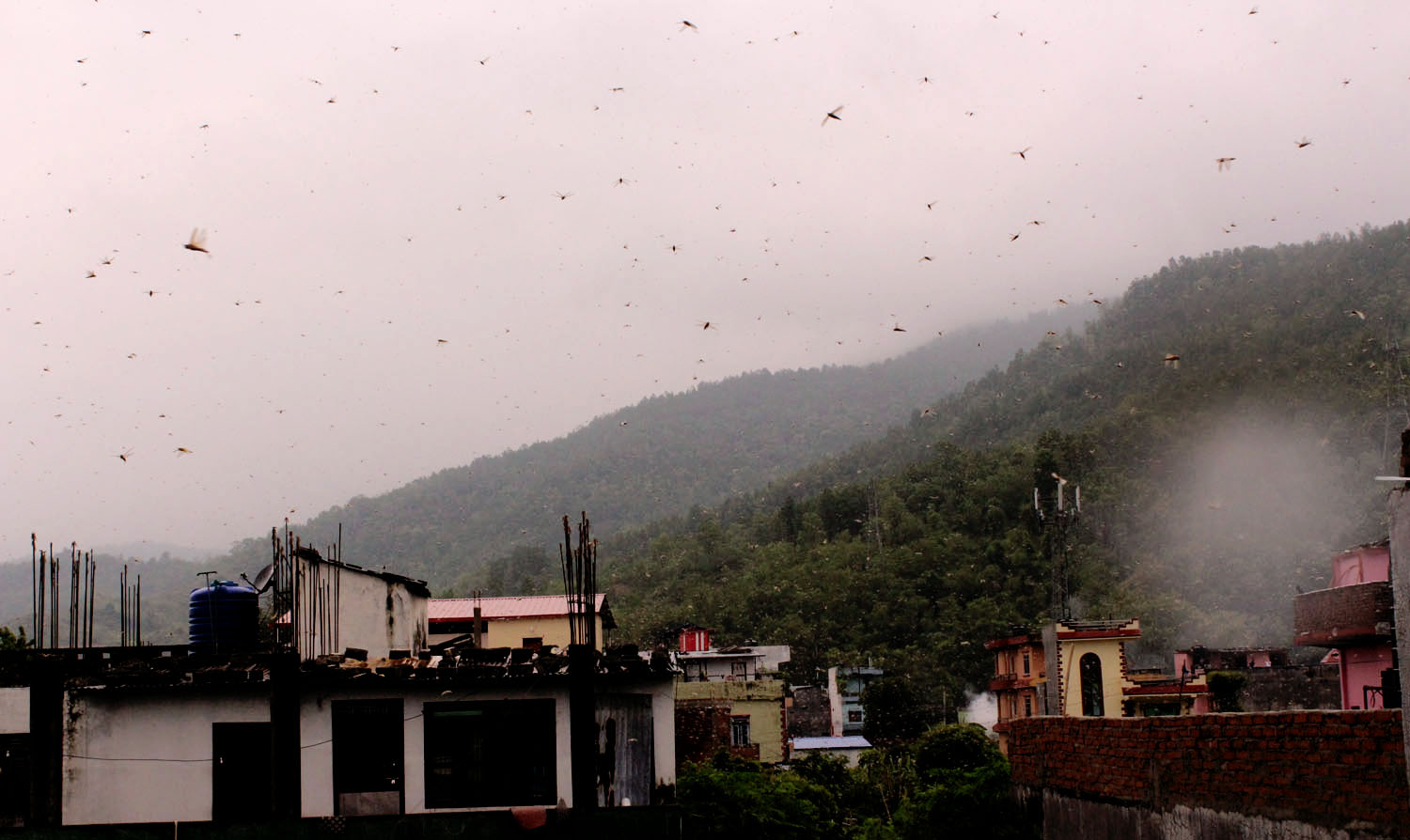 सलह नियन्त्रण गर्न अन्तर्राष्ट्रिय निकाय गुहारिने