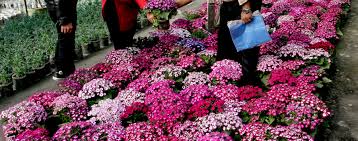 अन्तर्राष्ट्रिय पुष्प मेला यही चैत १७ देखि काठमाडाैँमा