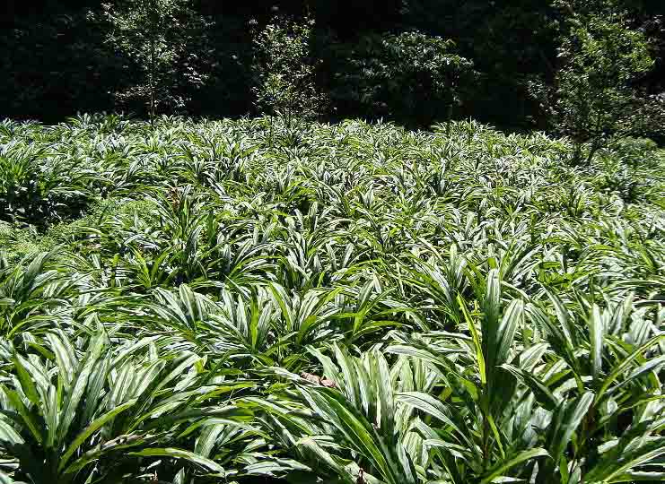 अलैंचीको समस्या समाधान गर्न अलैंची विकास बोर्ड गठन गरिनुपर्नेे माग
