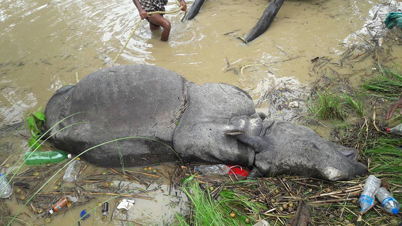बाढीले घाइते बनाएको दुर्लभ एकसिंगे गैँडाको मृत्यु
