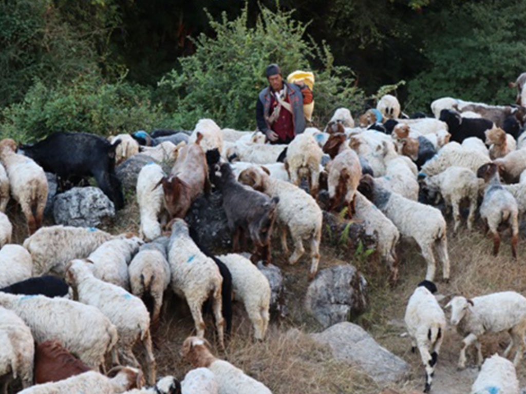 जङ्गलमै बित्छ भेडा गोठालाको जीवन 